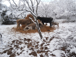 Cows at the Hay Bale in the Snow