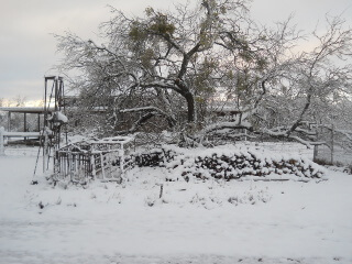 Firewood & Snow