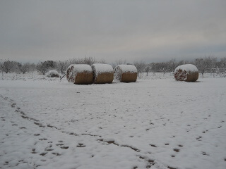 Hay Bales & Snow