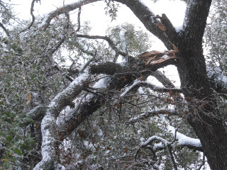Broken Tree Branches After Ice & Snow Storm