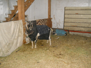 Goats in the Barn During Snow Storm