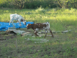 New Longhorn Heifer Calf Nohemi