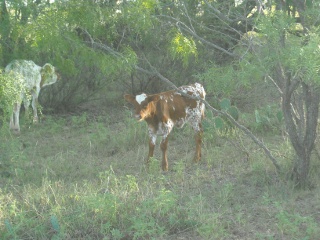 New Longhorn Heifer Calf Nohemi