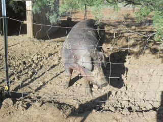 Our New Duroc Boar Odysseus