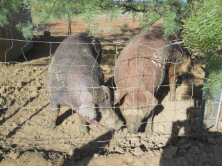 Our Duroc Pigs Odysseus and Penelope