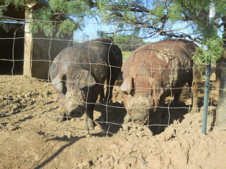 Another Picture of Our Duroc Pigs Odysseus and Penelope