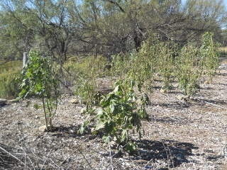 Okra After Freeze