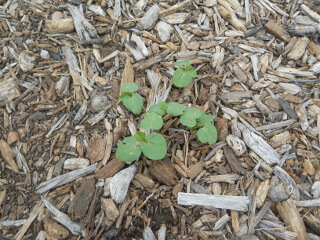 Okra Sprouts