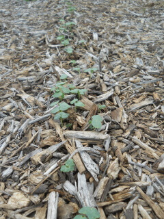 Okra Sprouts