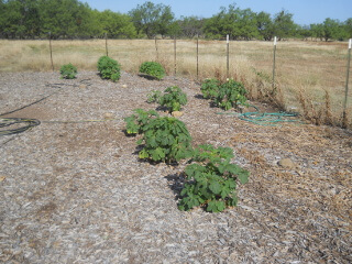 Okra Plants