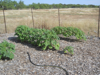 Okra Plants in Rows