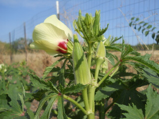 Okra Fruit