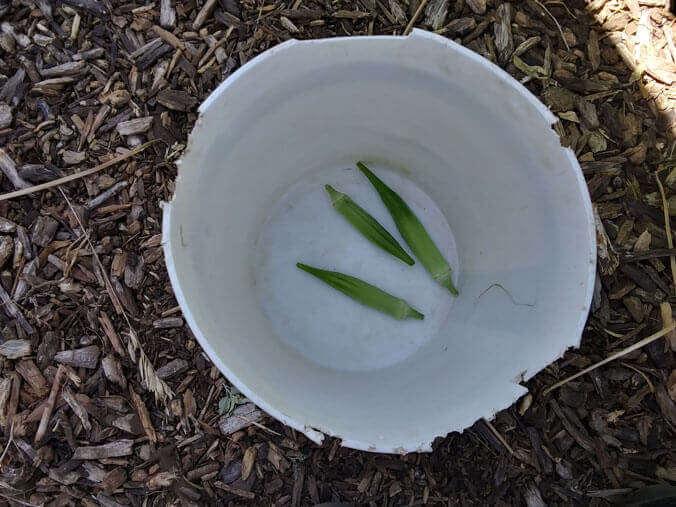 First Okra Picked in 2023