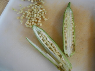 Saving Okra Seeds