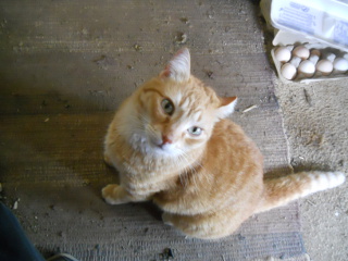 William Our Orange Cat