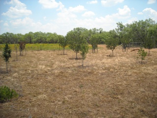 Our Orchard