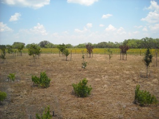 Our Orchard