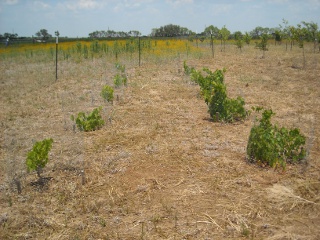 Our Vineyard