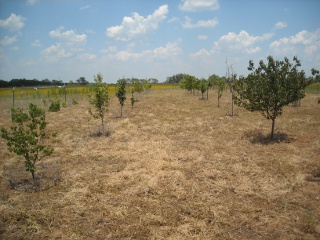 Our Orchard Between the Rows