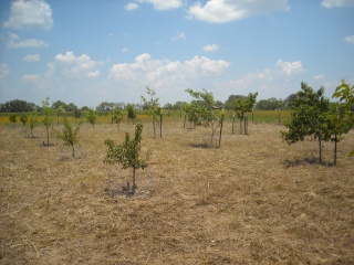 Our Orchard