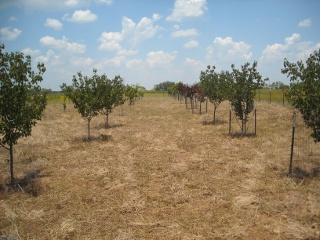 Our Orchard Between the Rows