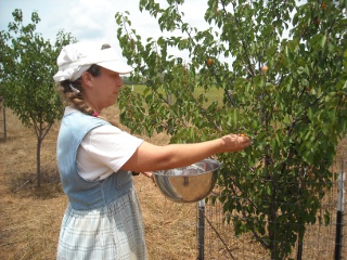 Sue Picking Apricots