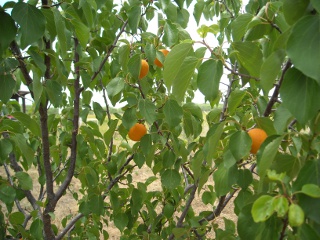 Apricots on the Tree