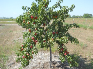 Orchard 2012 Nectarines on Tree