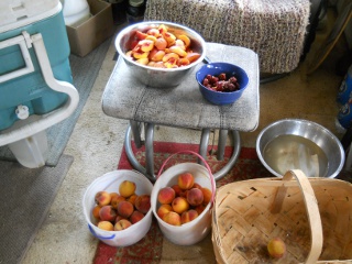 Orchard 2012 Nectarines and Plums