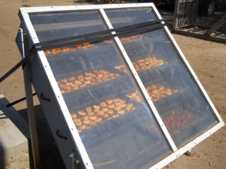 Orchard 2012 Peaches Cut Up on Solar Food Dehydrator
