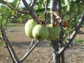 Apples from Apple Tree, Fall 2013