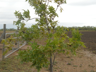 Pecan Tree with Pecans, Fall 2013