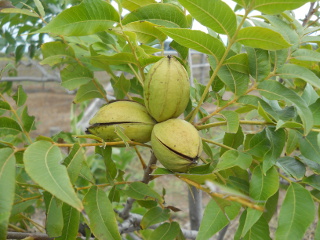 Fall 2013 Pecans