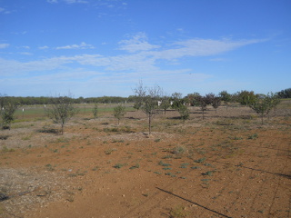 The Orchard, Fall 2013, with Mulching