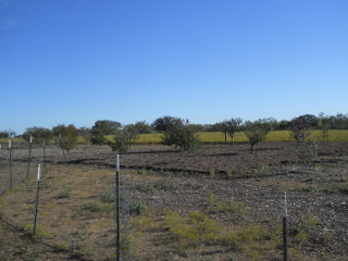 Another Pic of the Orchard, Fall 2013, with Mulching