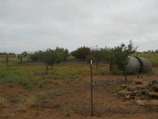 Orchard 2014 in Early September