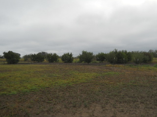 Another View of the Orchard 2014 in Early September