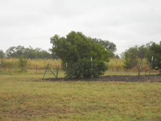 Fruit Tree Eaten on the Side by Our Goats