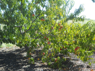 Nectarines on Trees