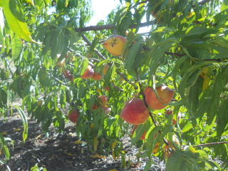More Nectarines on Trees