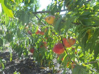 More Nectarines on Trees
