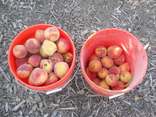 Harvested Nectarines
