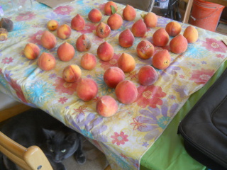 Nectarines Ripening on Table with Mimi Hanging Out