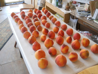Nectarines Ripening on Table