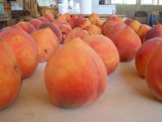 Nice, Plump Nectarines!