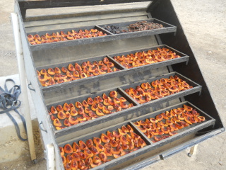 Nectarines on Solar Food Dehydrator