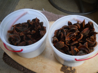 Dried Nectarines Collected in Buckets