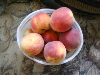 First 2015 Peaches