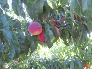 More Peaches on Tree