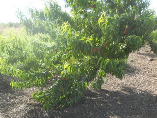 Peaches on Tree